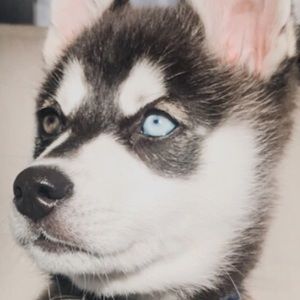 Meet your Posher, Amra